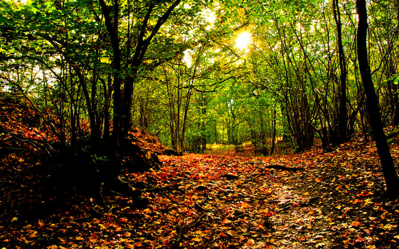 Forest Path with Autumn Leaves — Green