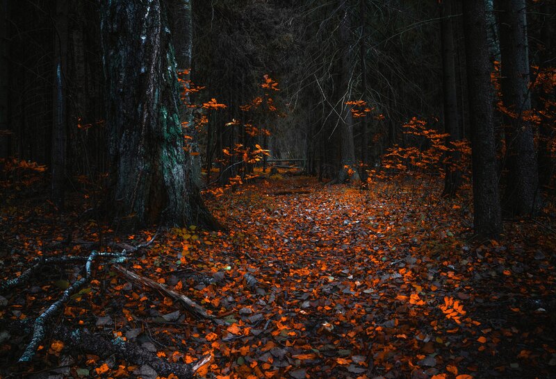 Forest Path with Autumn Leaves — Orange, Dark