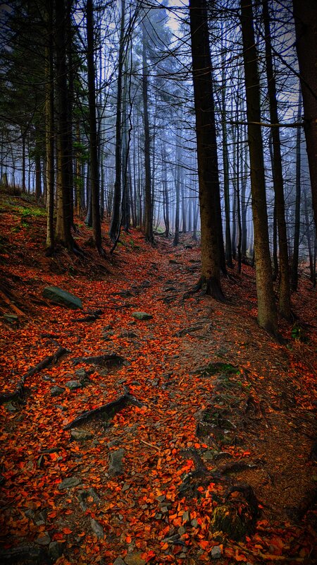 Forest Path with Autumn Leaves — Orange, Misty