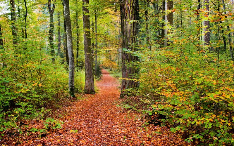 Forest Path with Autumn Leaves — Orange, Serene, Photograph