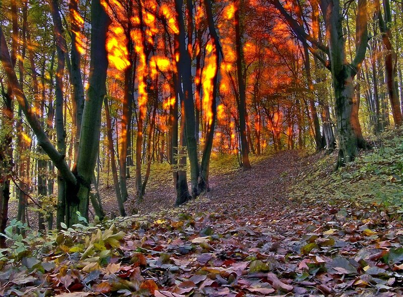 Forest Path with Autumn Leaves — Orange, Serene