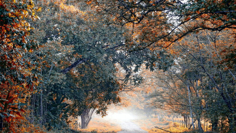 Forest Path with Autumn Leaves — Orange