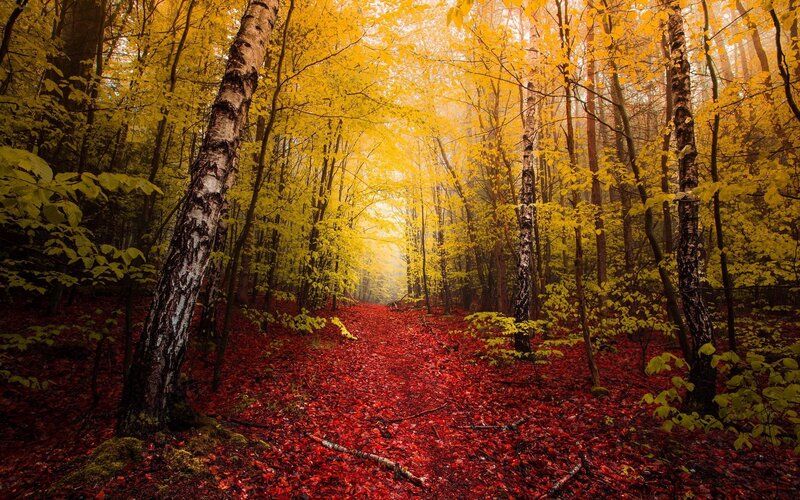 Forest Path with Autumn Leaves — Yellow, Serene