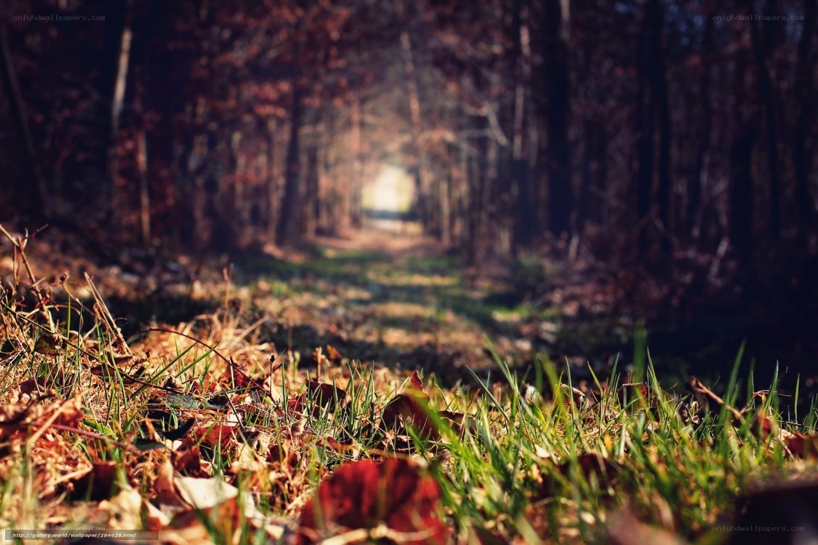 Forest path with autumn leaves