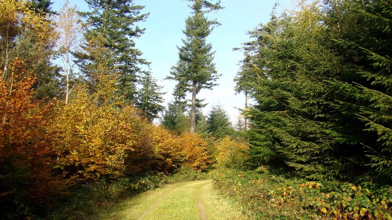Forest Path with Autumn Trees — Green, Serene