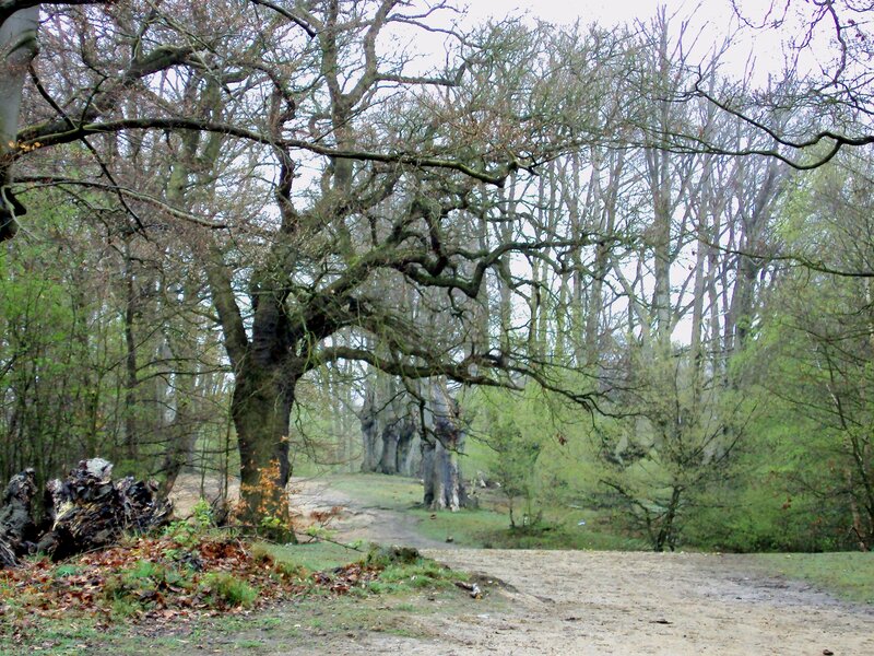 Forest Path with Bare Trees — Green