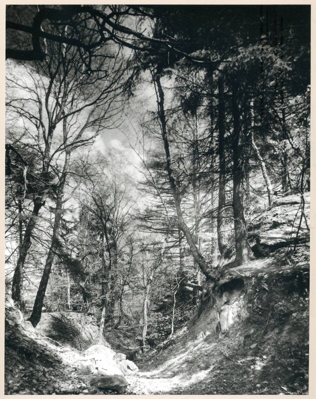 Forest path with bare trees
