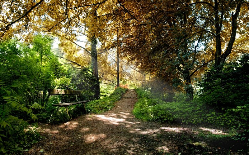 Forest path with bench