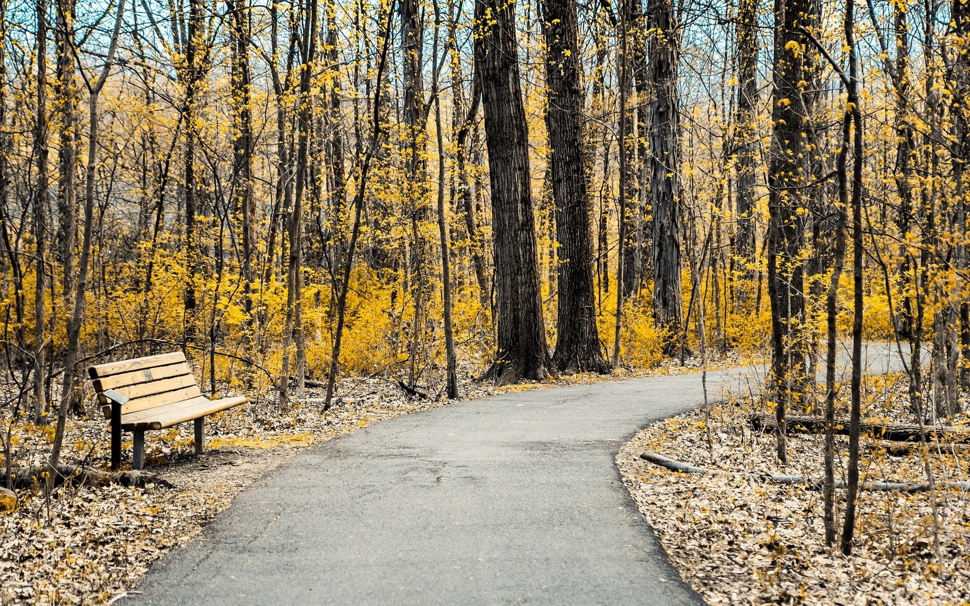 Forest path with bench