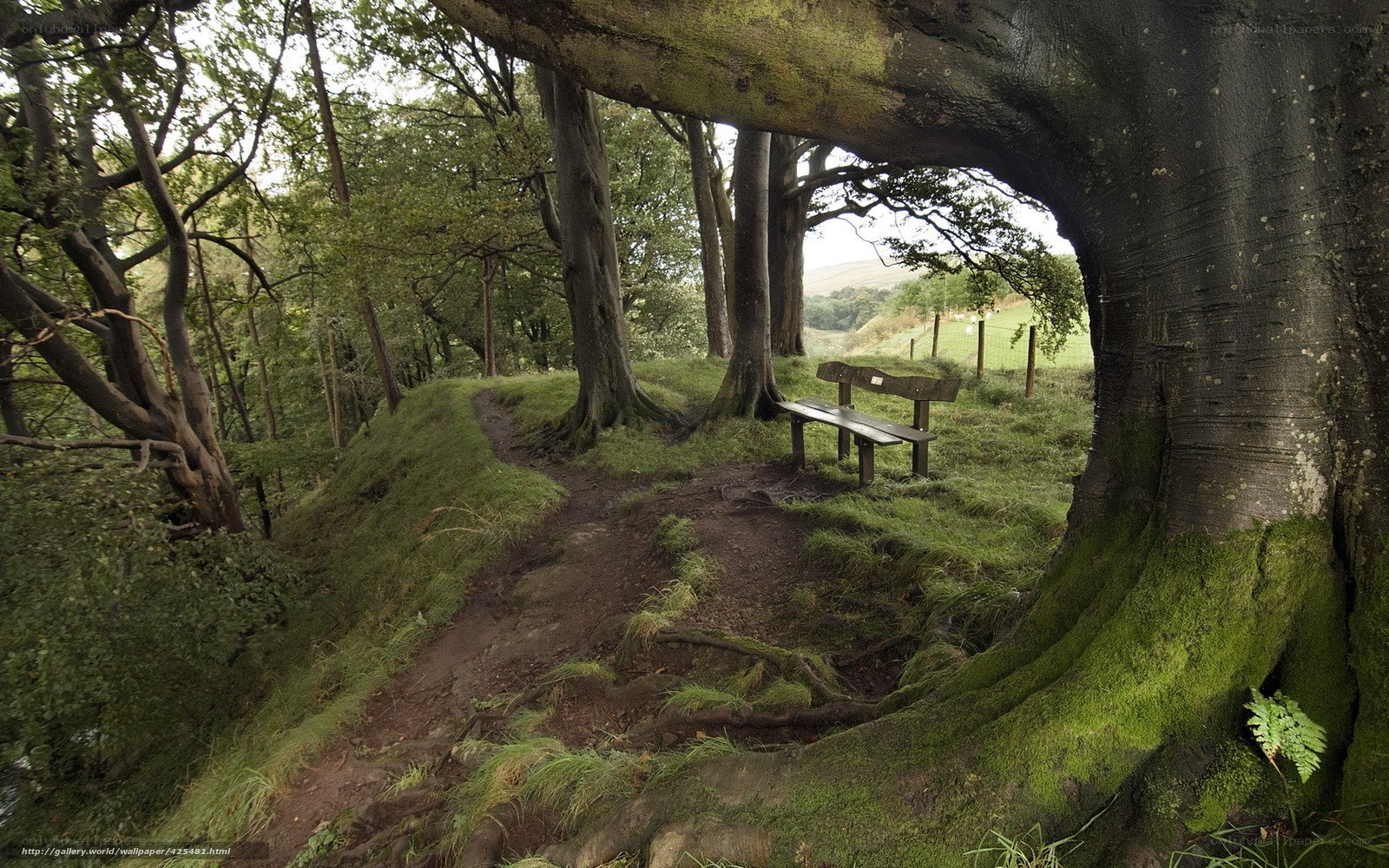 Forest path with bench
