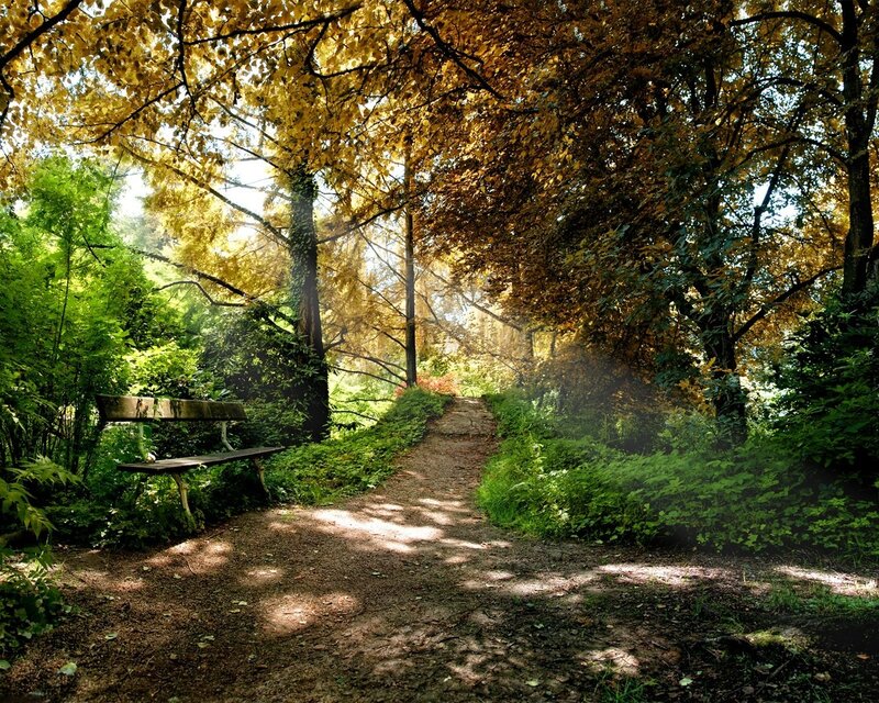 Forest path with bench