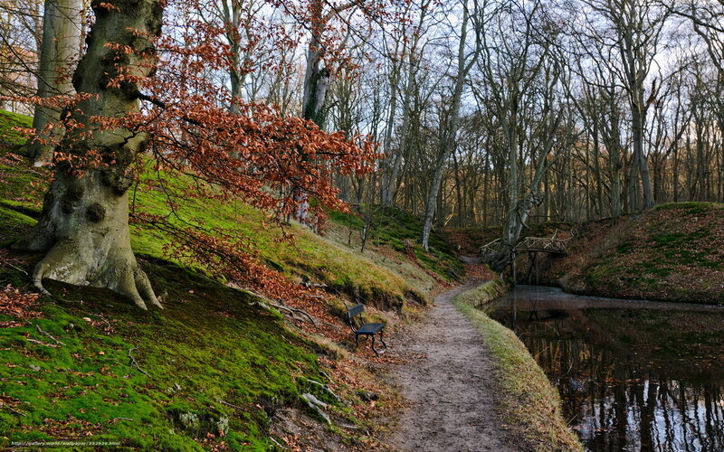 Forest path with bench and pond