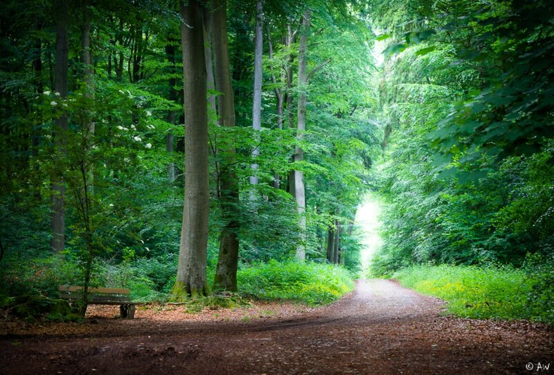 Forest Path with Bench — Green, Serene, Afternoon