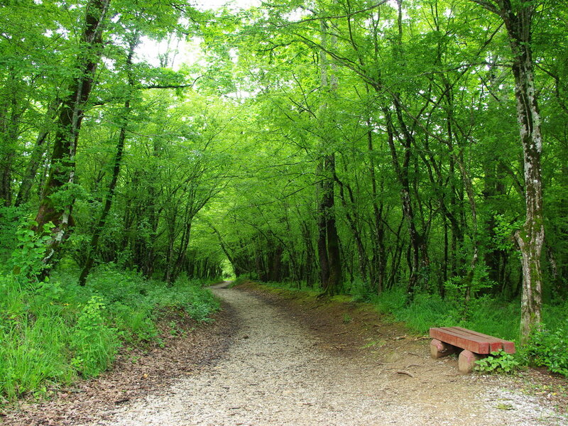 Forest Path with Bench — Green, Serene