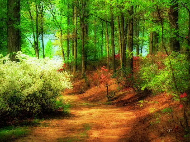 Forest Path with Bench — Green