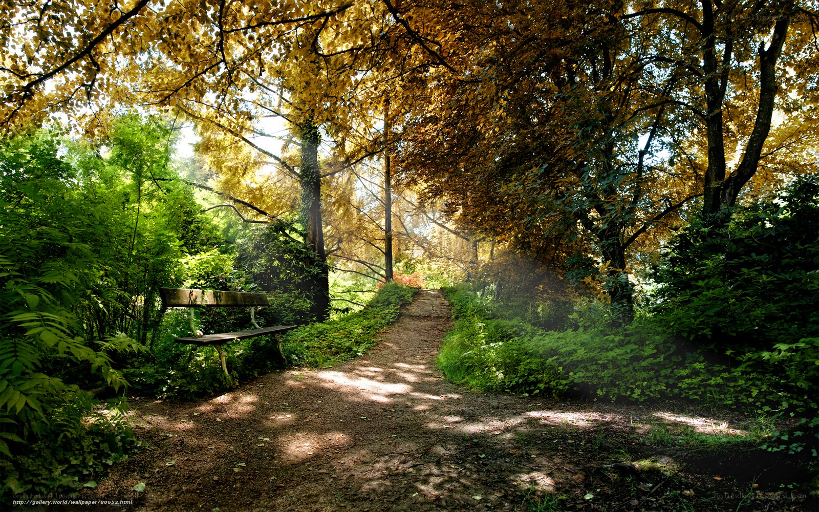 Forest path with bench
