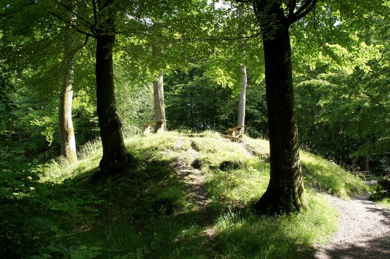 Forest path with benches
