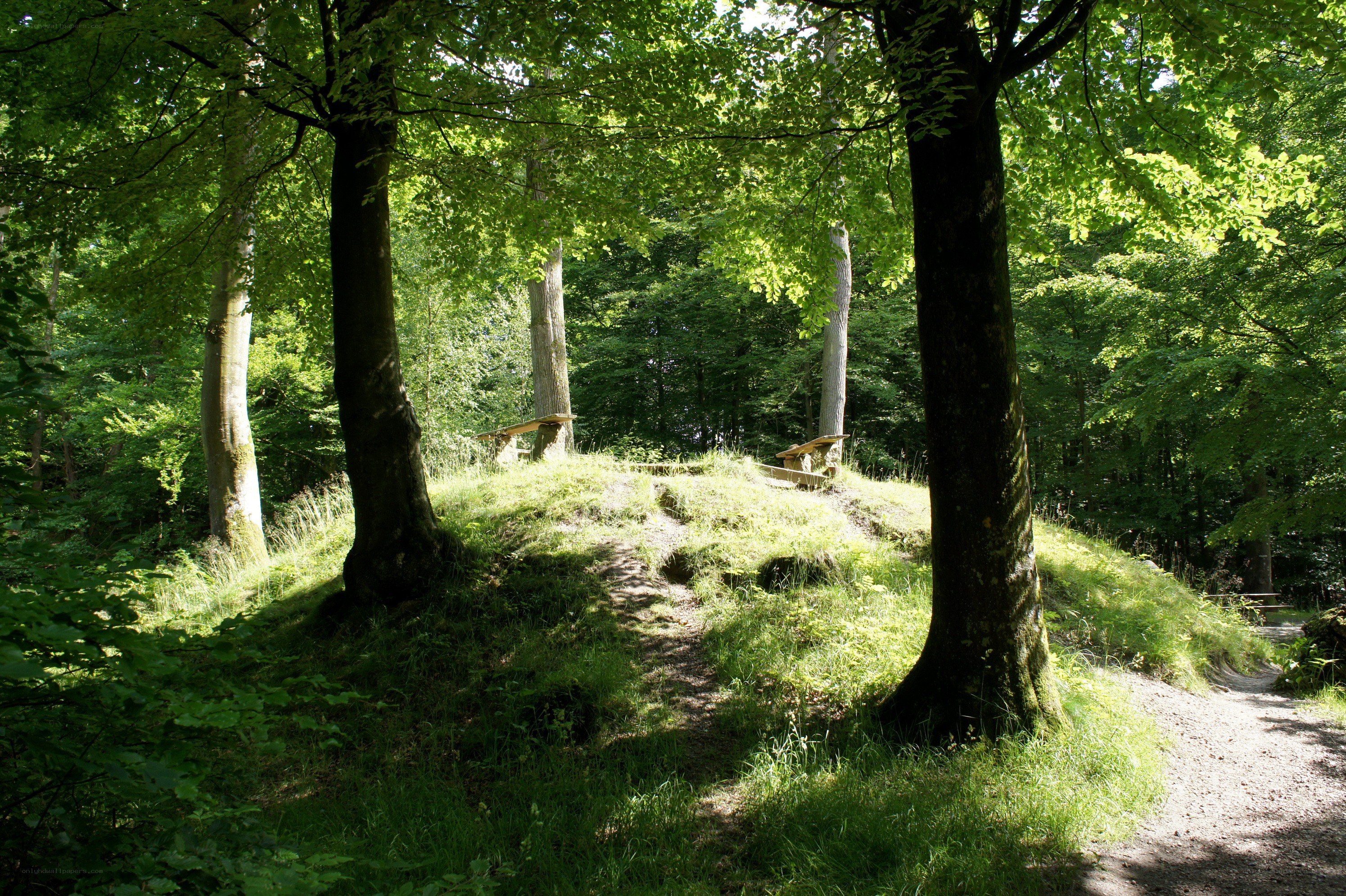 Forest path with benches