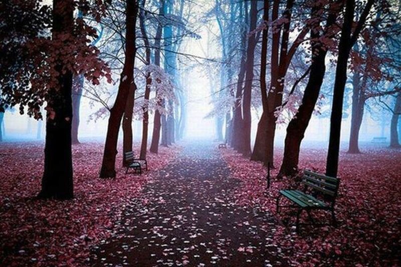 Forest Path with Benches — Pink