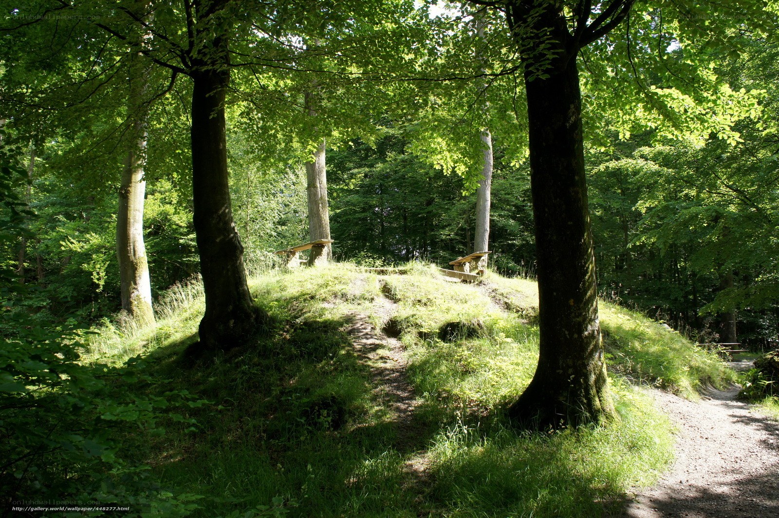 Forest path with benches
