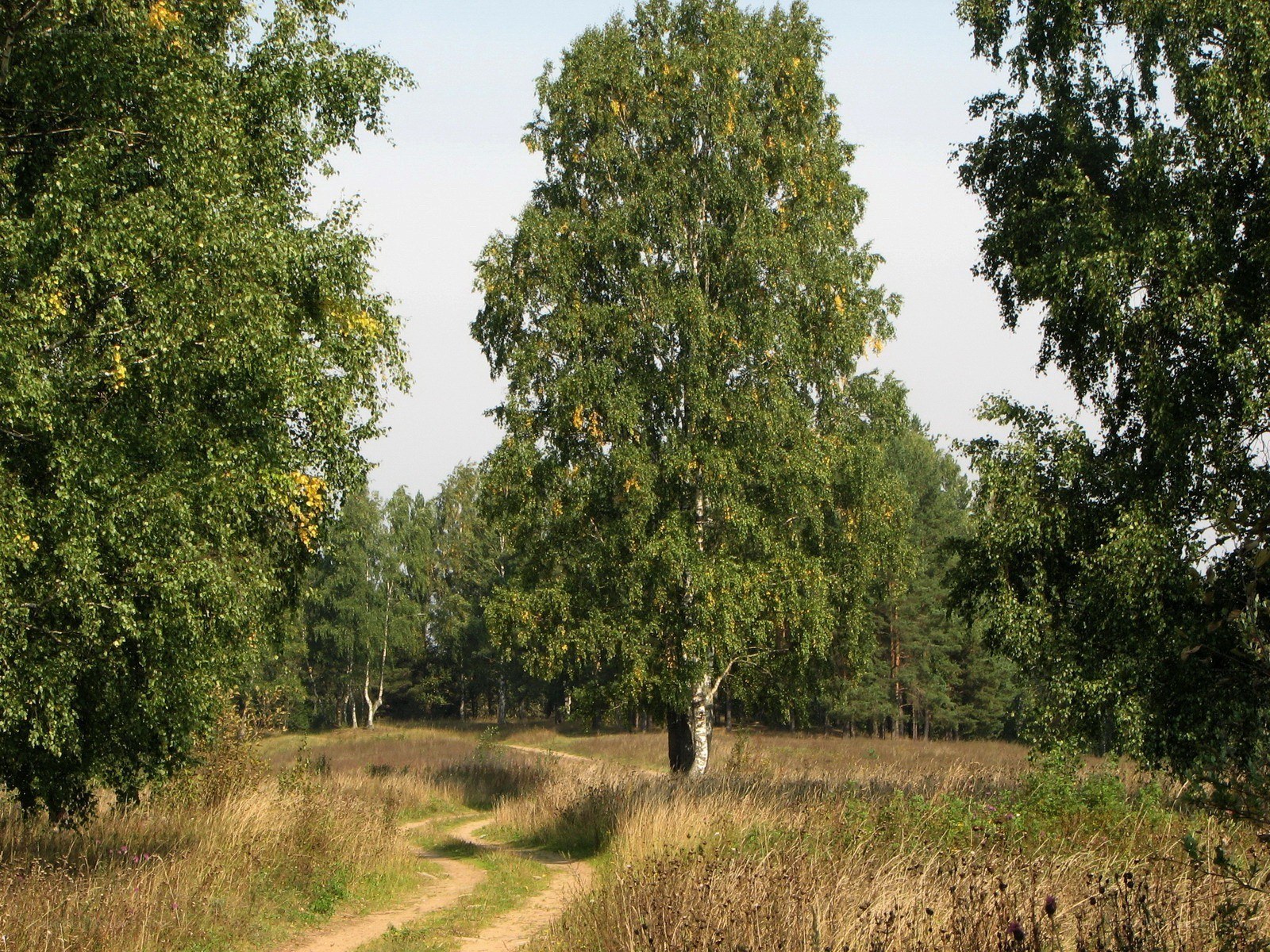 Forest path with birch trees