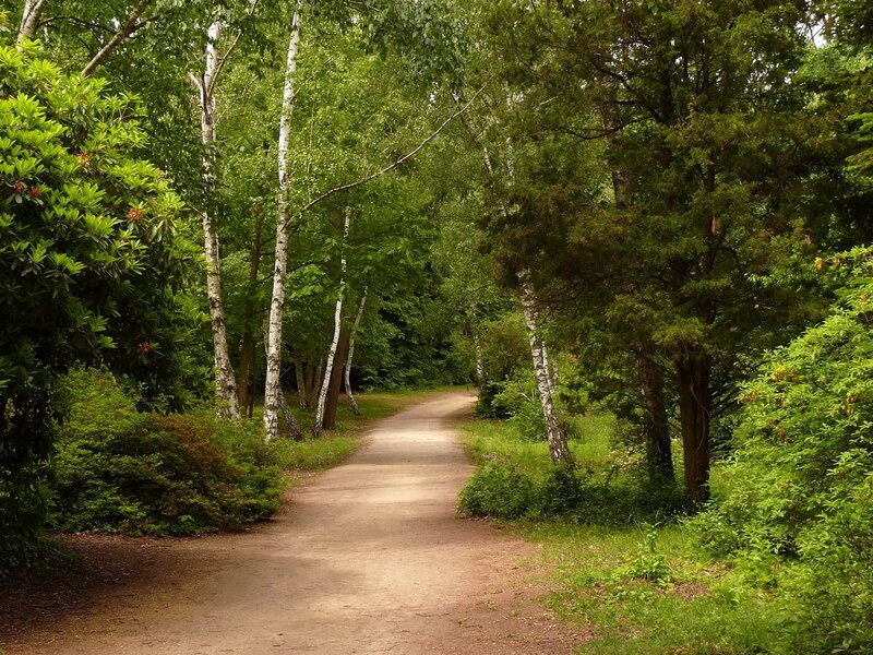 Forest path with birch trees