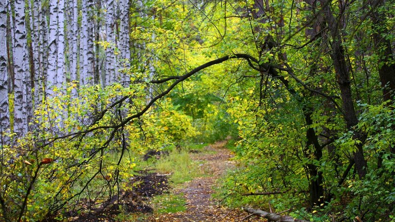 Forest path with birch trees