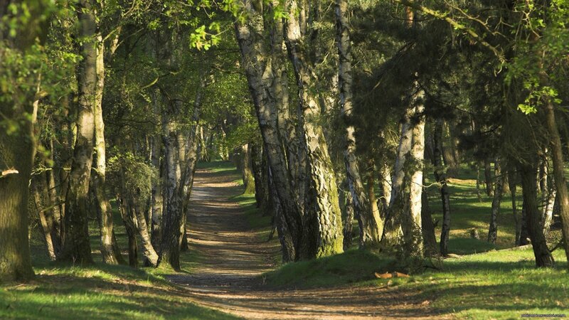 Forest path with birch trees