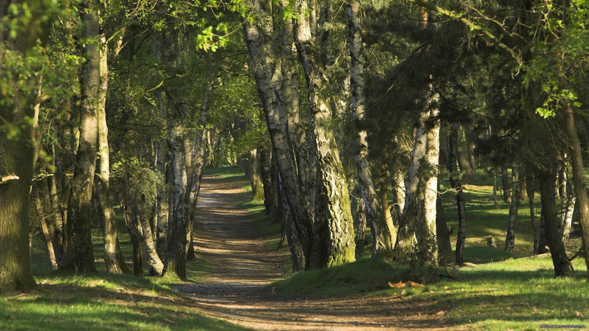Forest path with birch trees