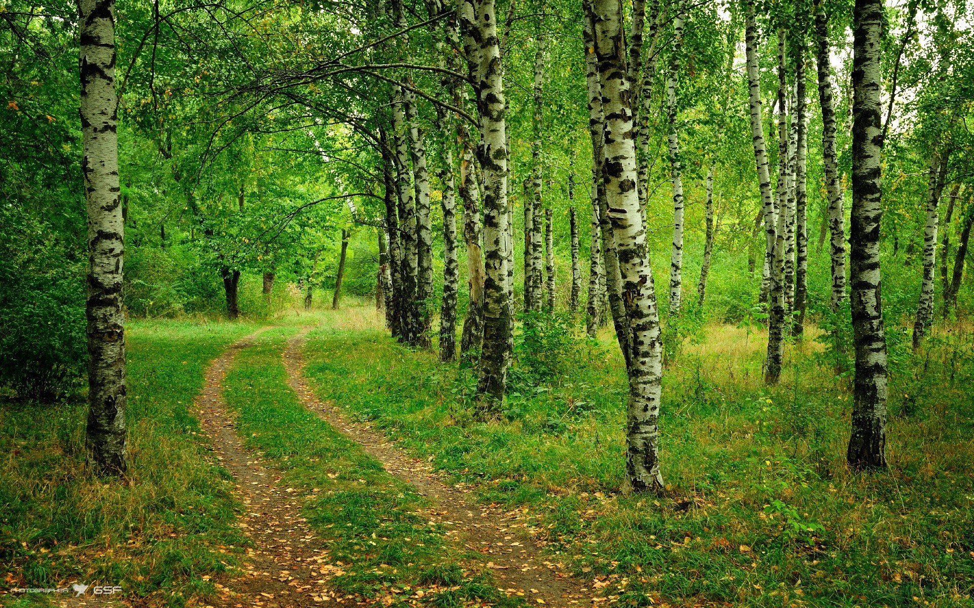 Forest path with birch trees