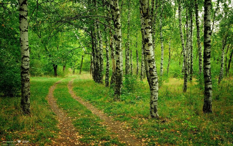 Forest path with birch trees