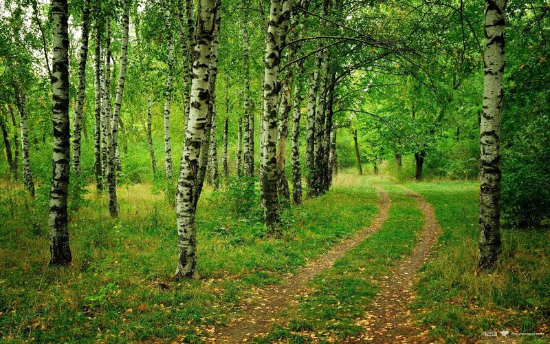 Forest path with birch trees