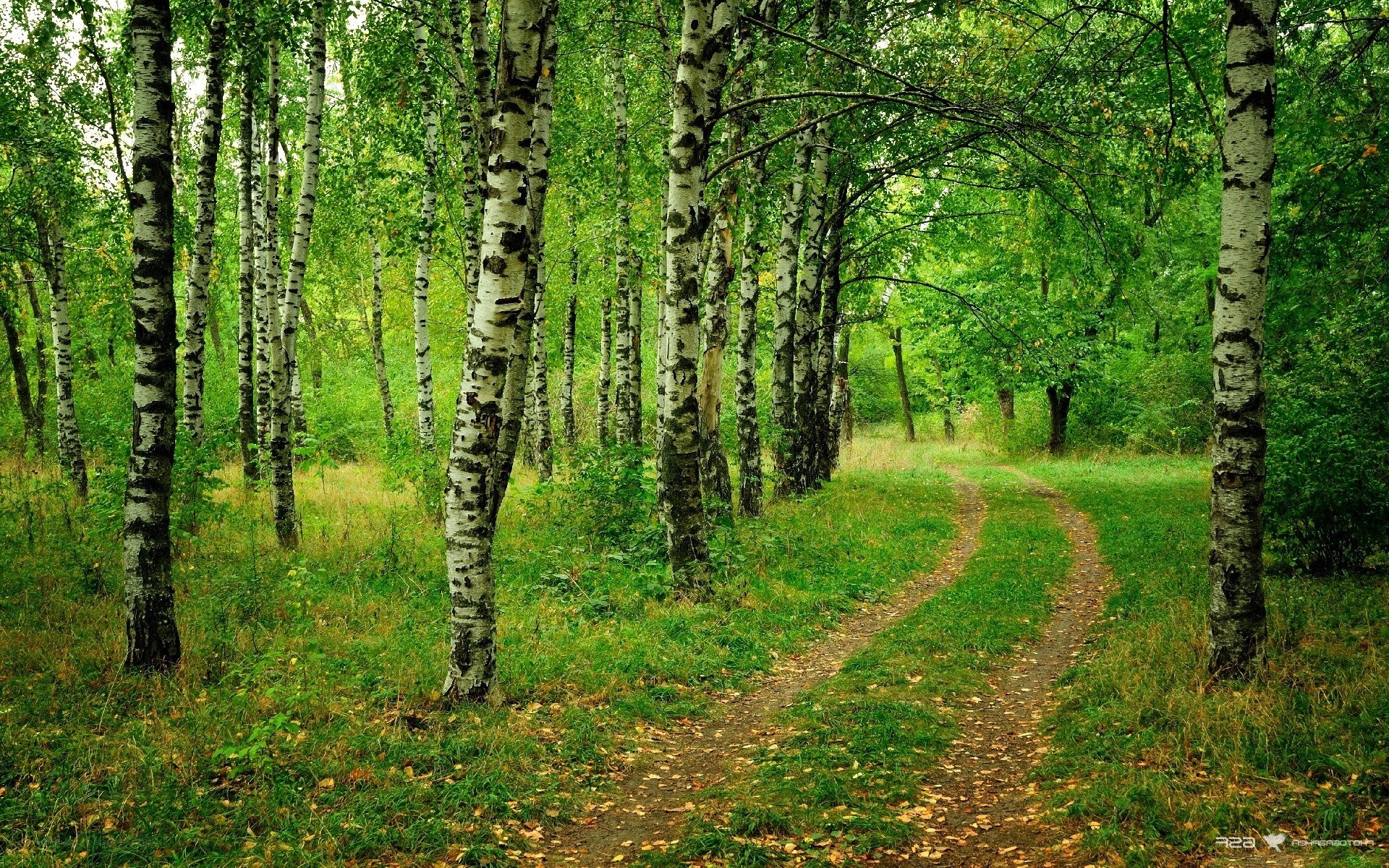 Forest path with birch trees