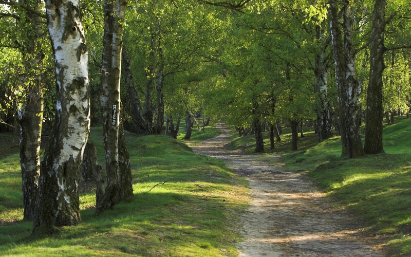 Forest path with birch trees