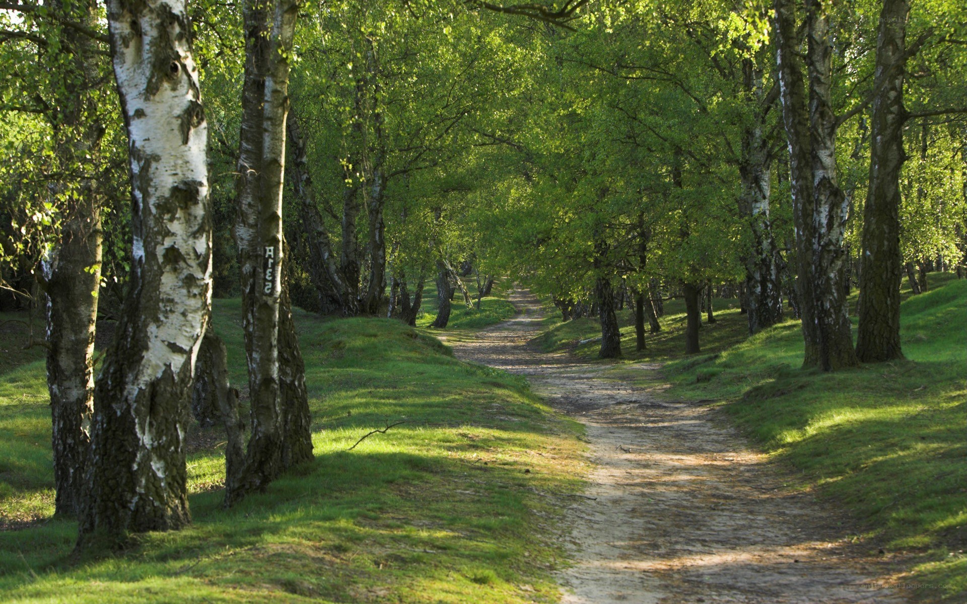 Forest path with birch trees