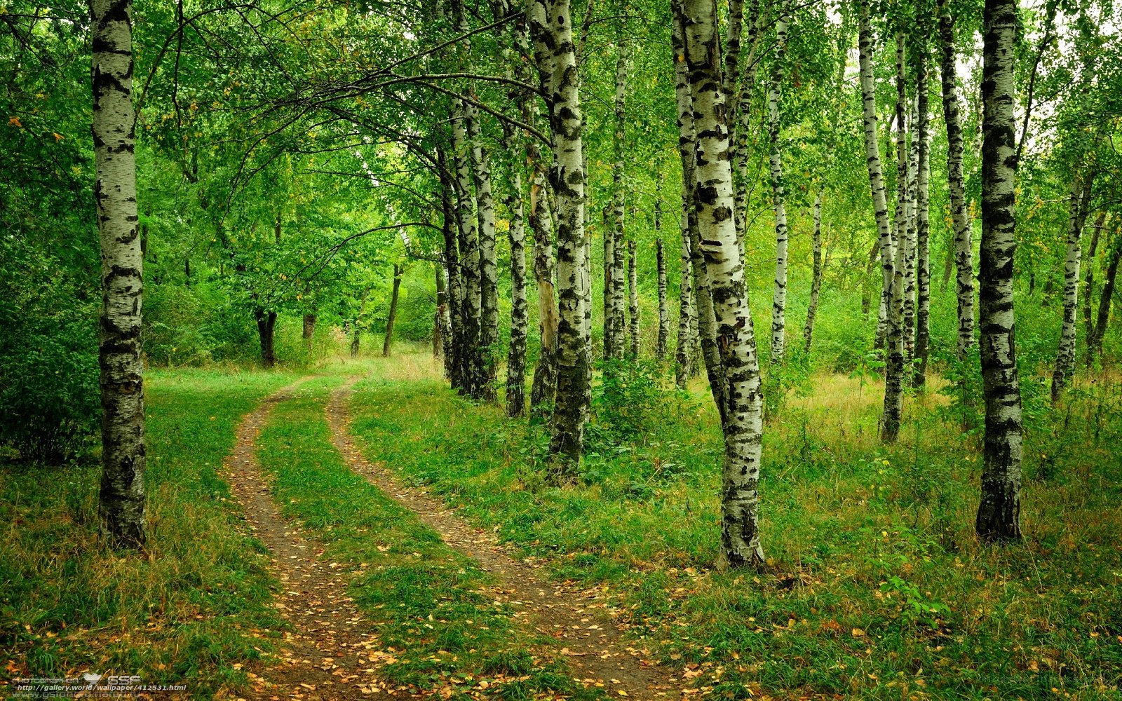 Forest path with birch trees
