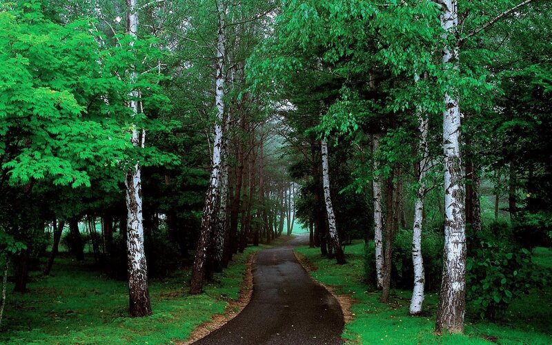 Forest path with birch trees
