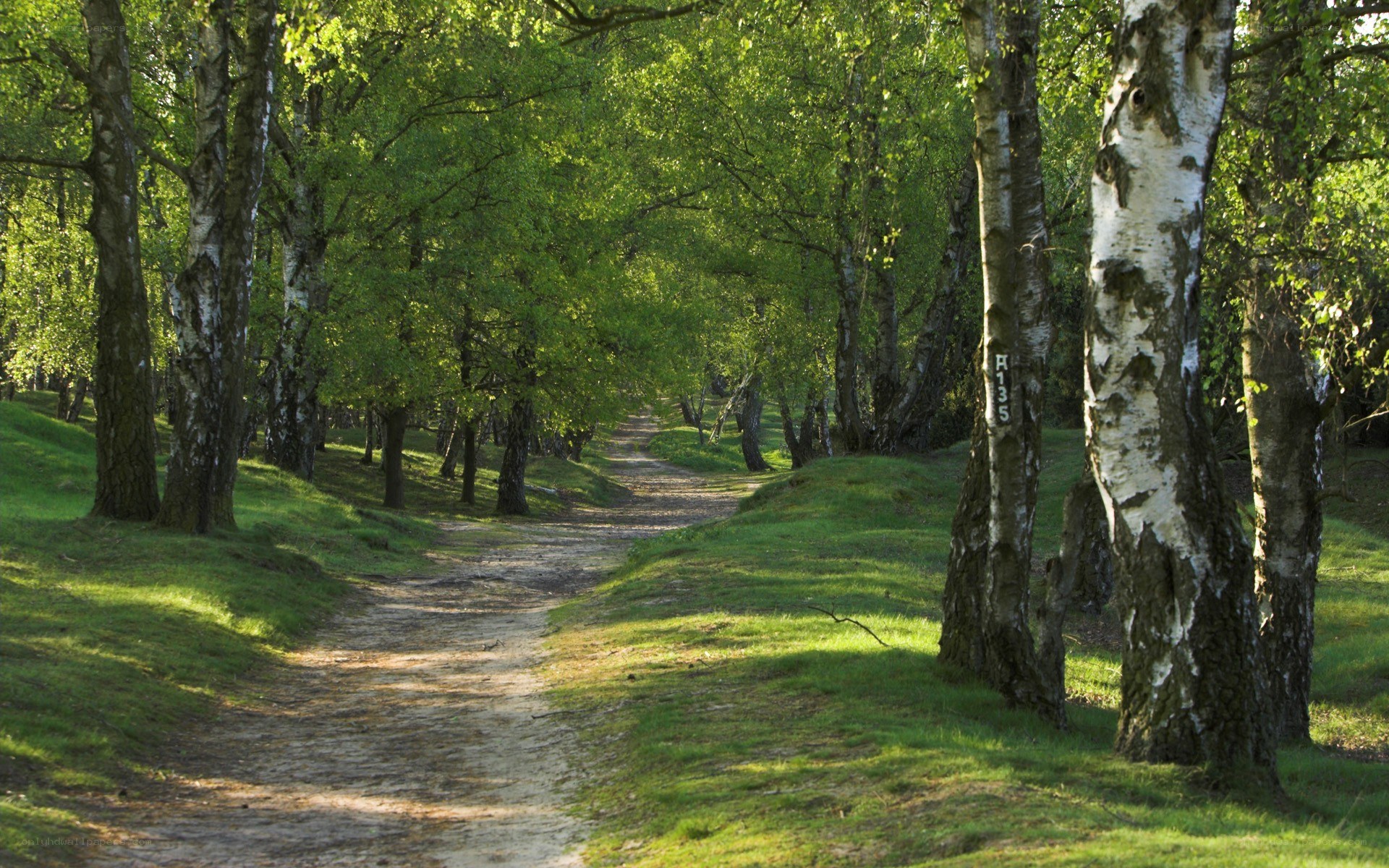 Forest path with birch trees