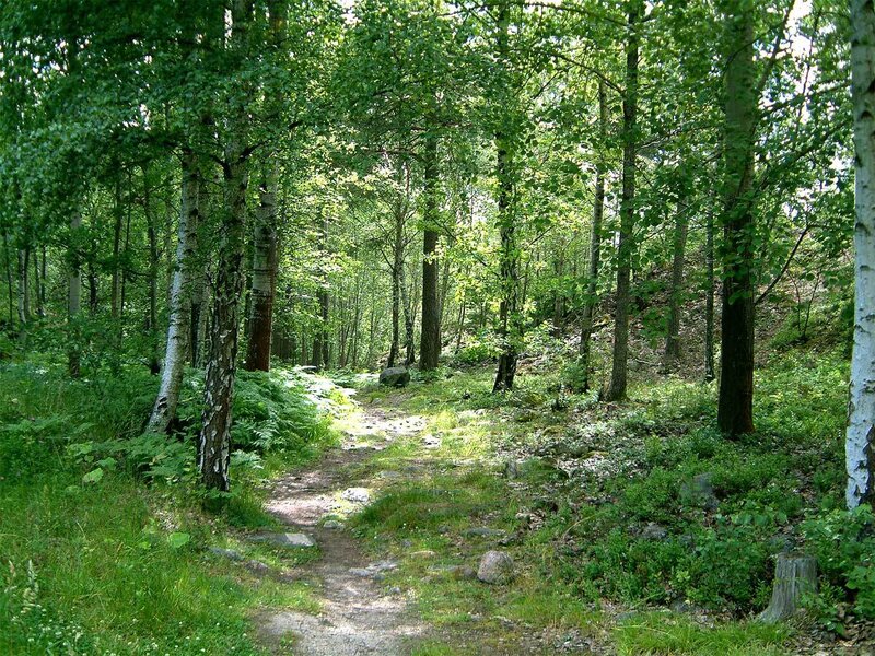 Forest path with birch trees