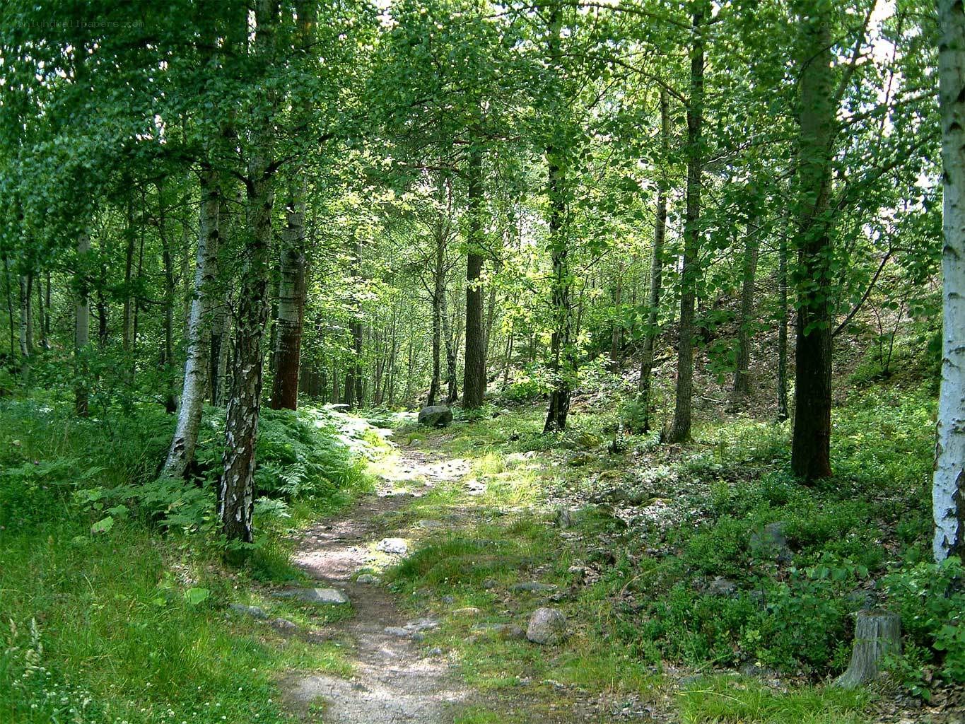 Forest path with birch trees