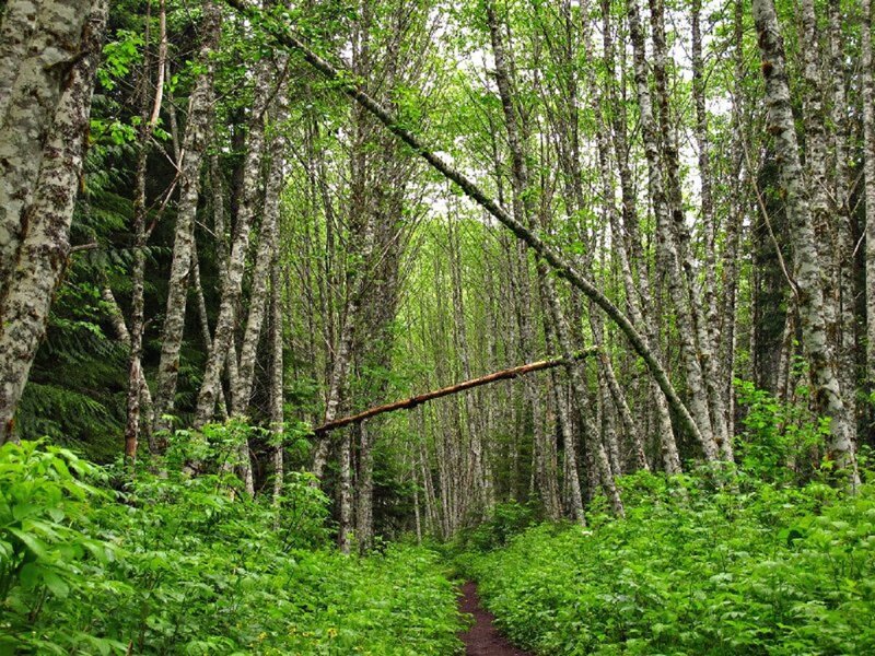 Forest Path with Birch Trees — Green, Serene