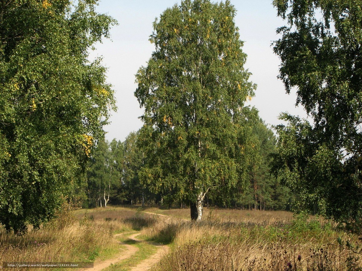 Forest path with birch trees