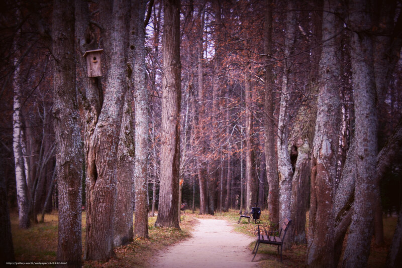 Forest path with birdhouse