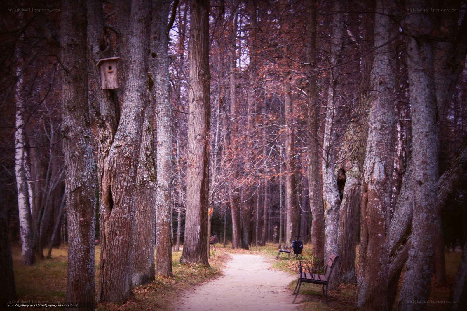 Forest path with birdhouse