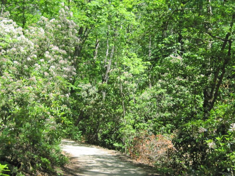 Forest path with blooming shrubs
