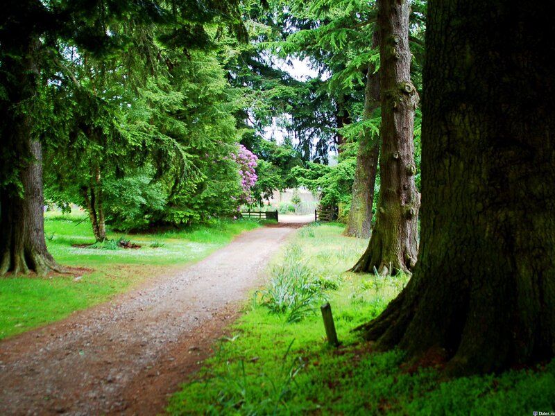 Forest path with blooming trees