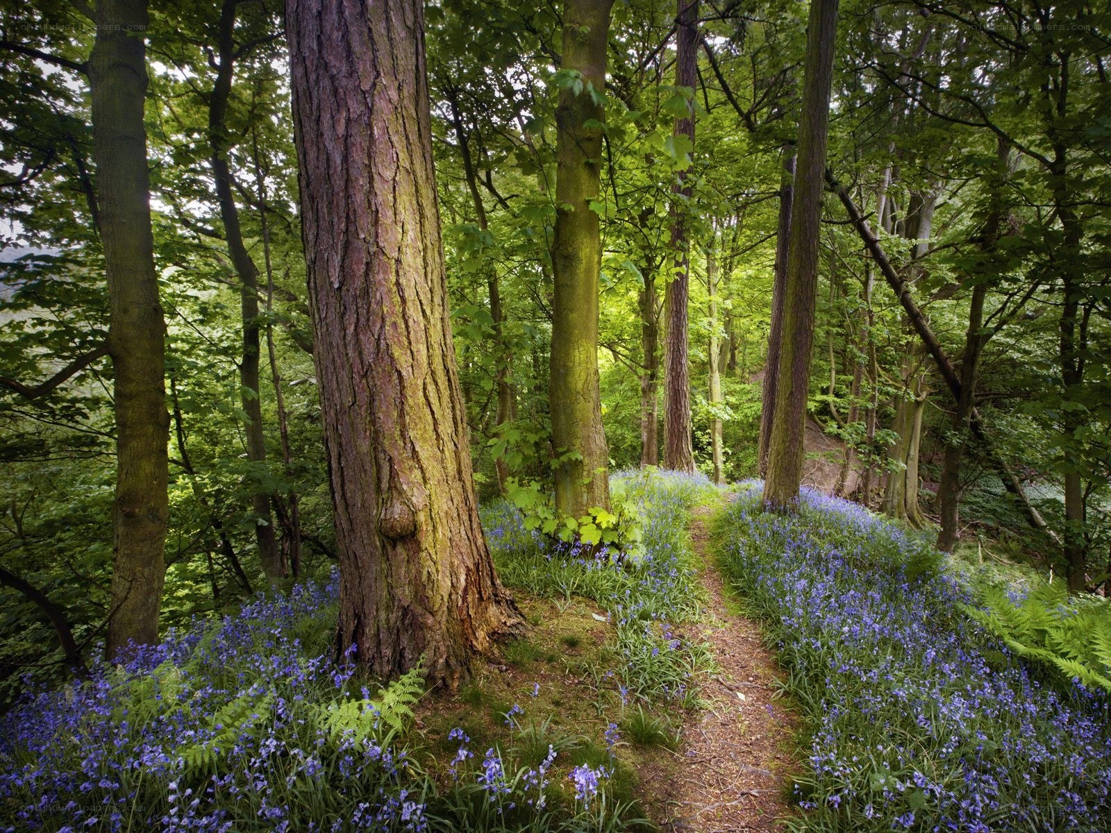Forest path with bluebells