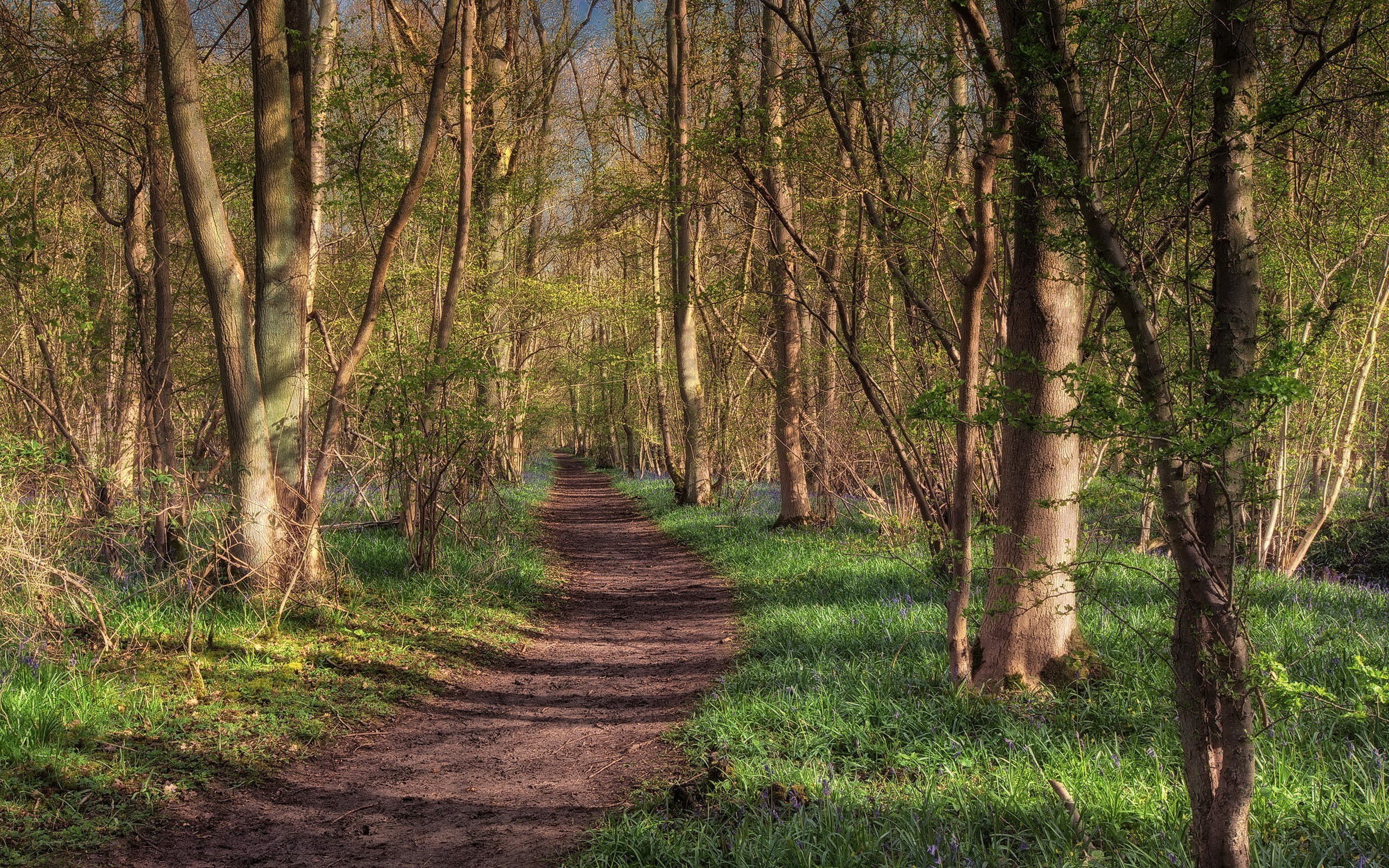 Forest path with bluebells