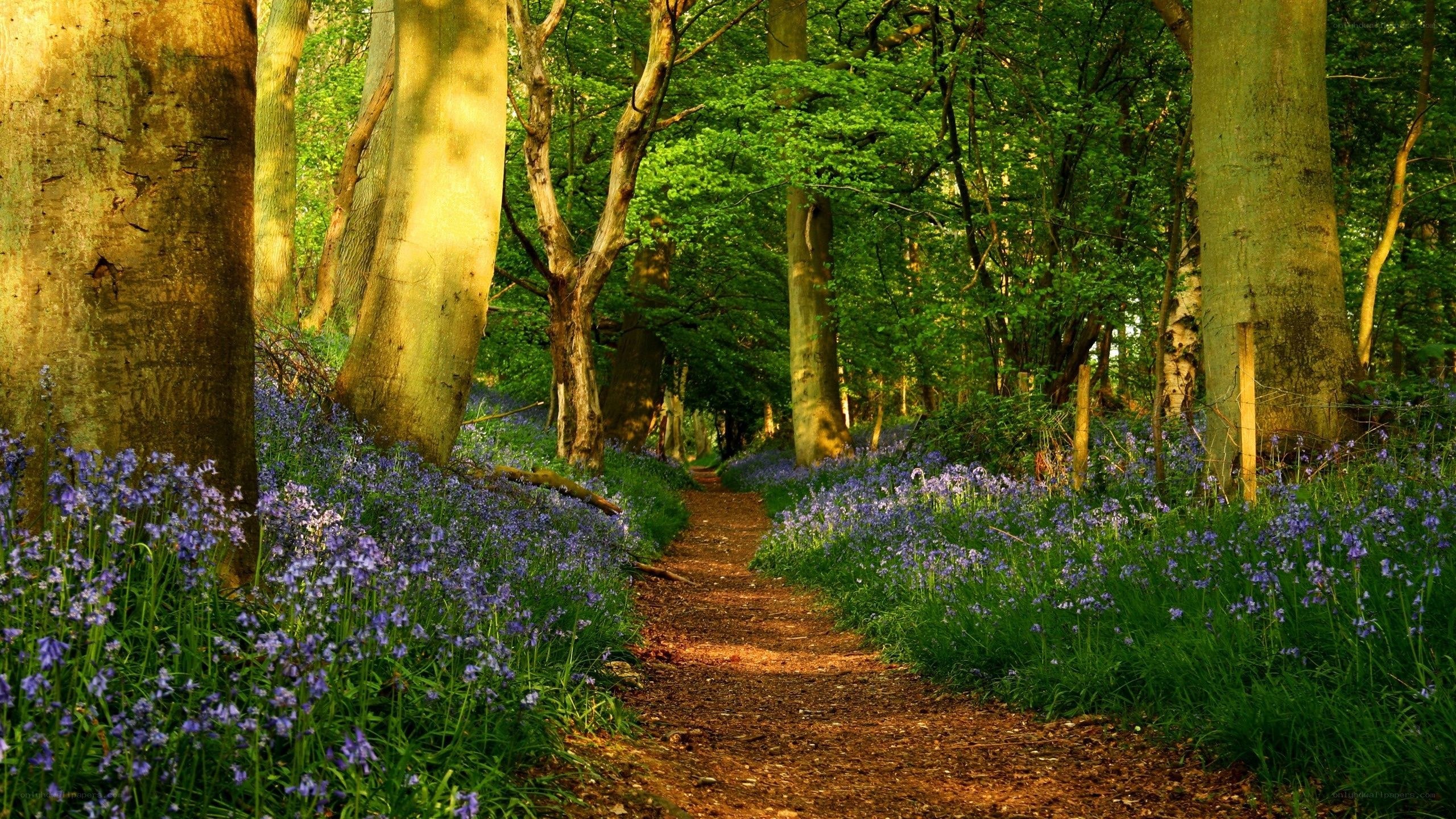 Forest path with bluebells
