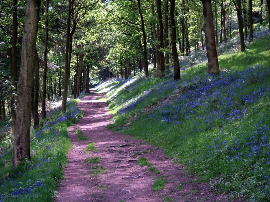 Forest path with bluebells